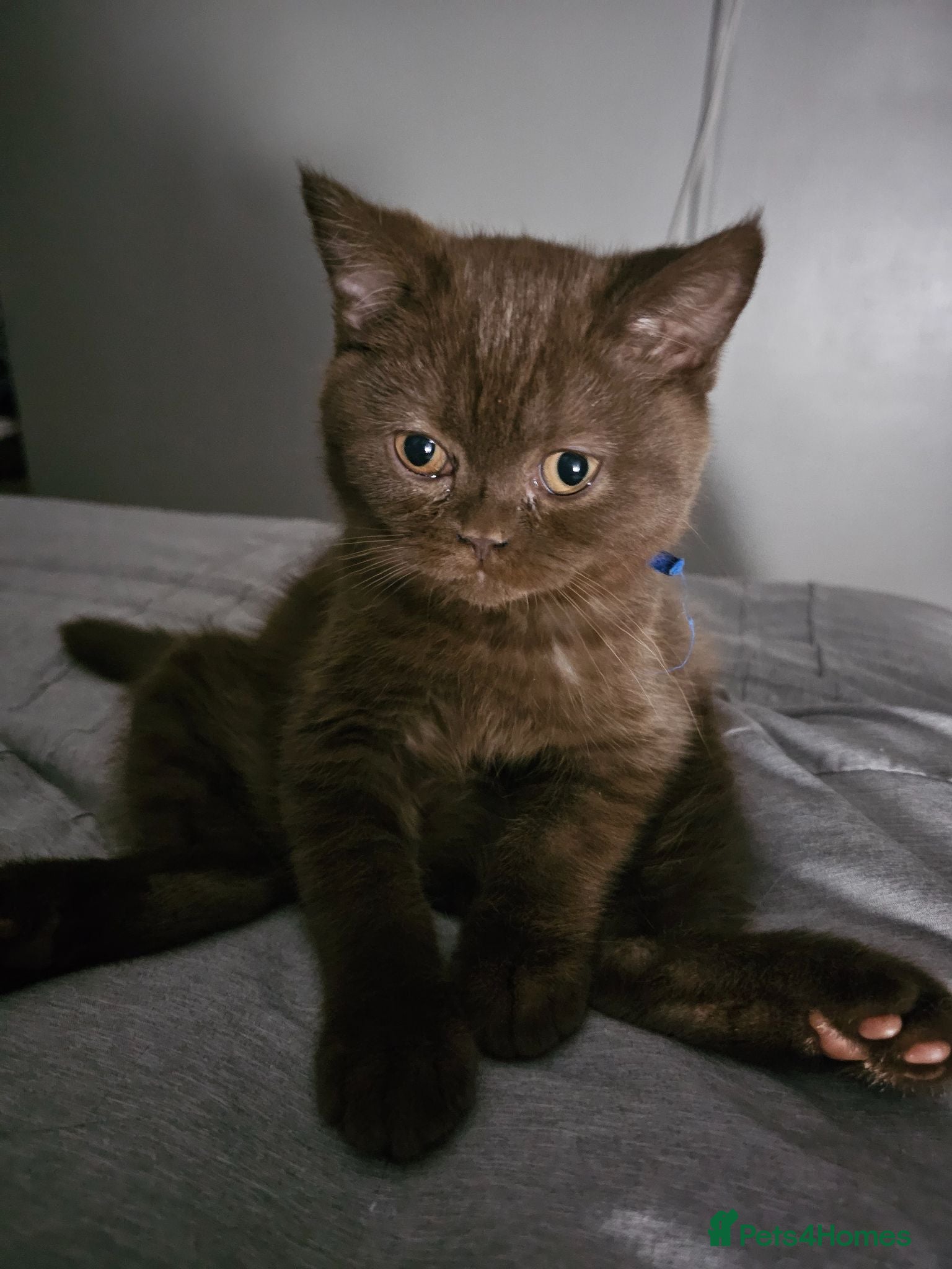 British Shorthair cats British short hairs  - Advert 2