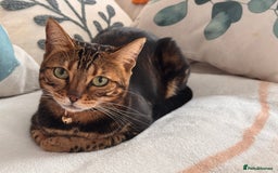 Scottish Fold cats for sale: Rehoming my lovely cats - Image 5