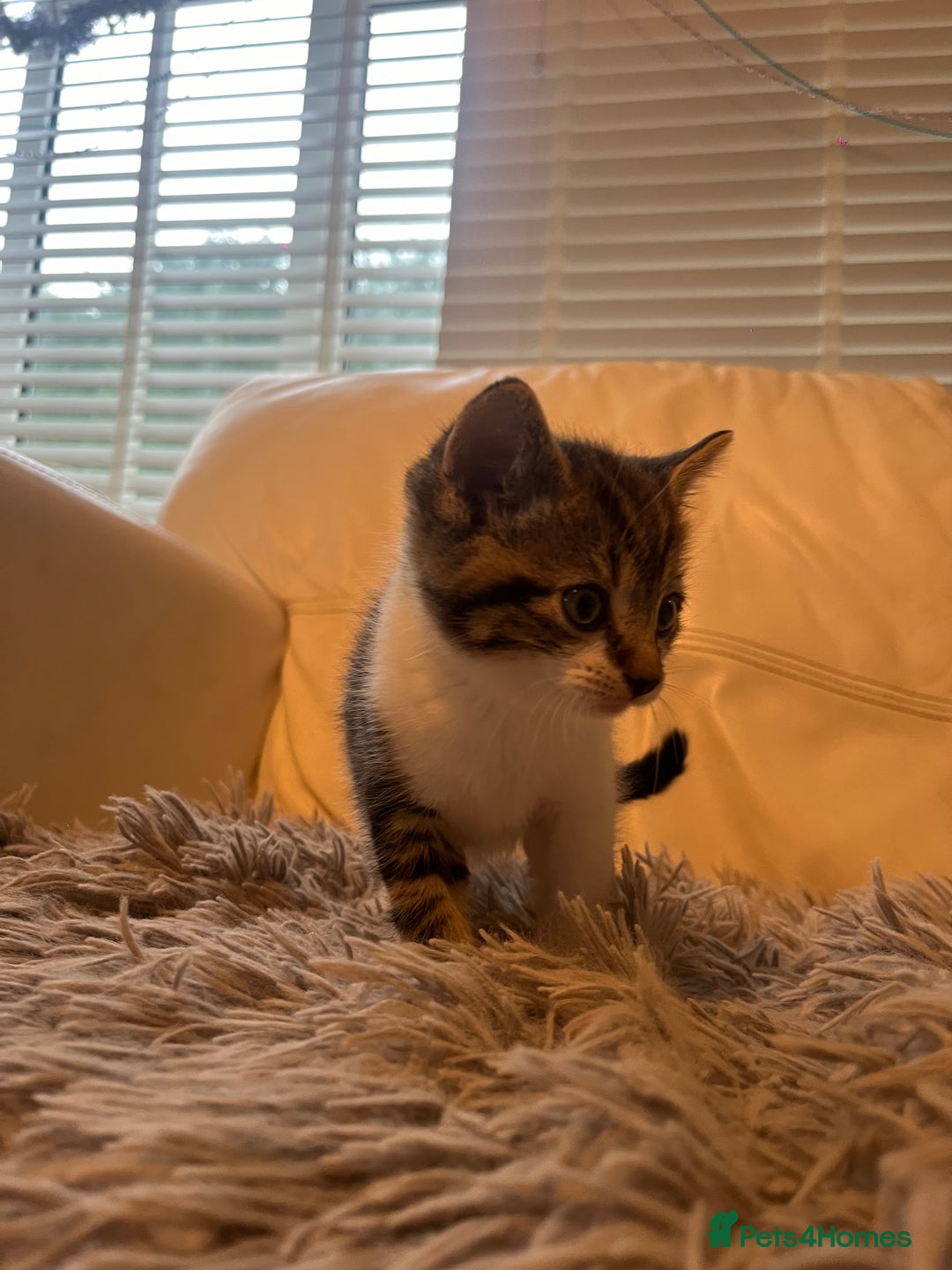 Mixed Breed cats for sale: 3 Beutiful babies  - Advert 12