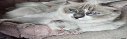 Ragdoll cats for sale: Bella - Advert 14