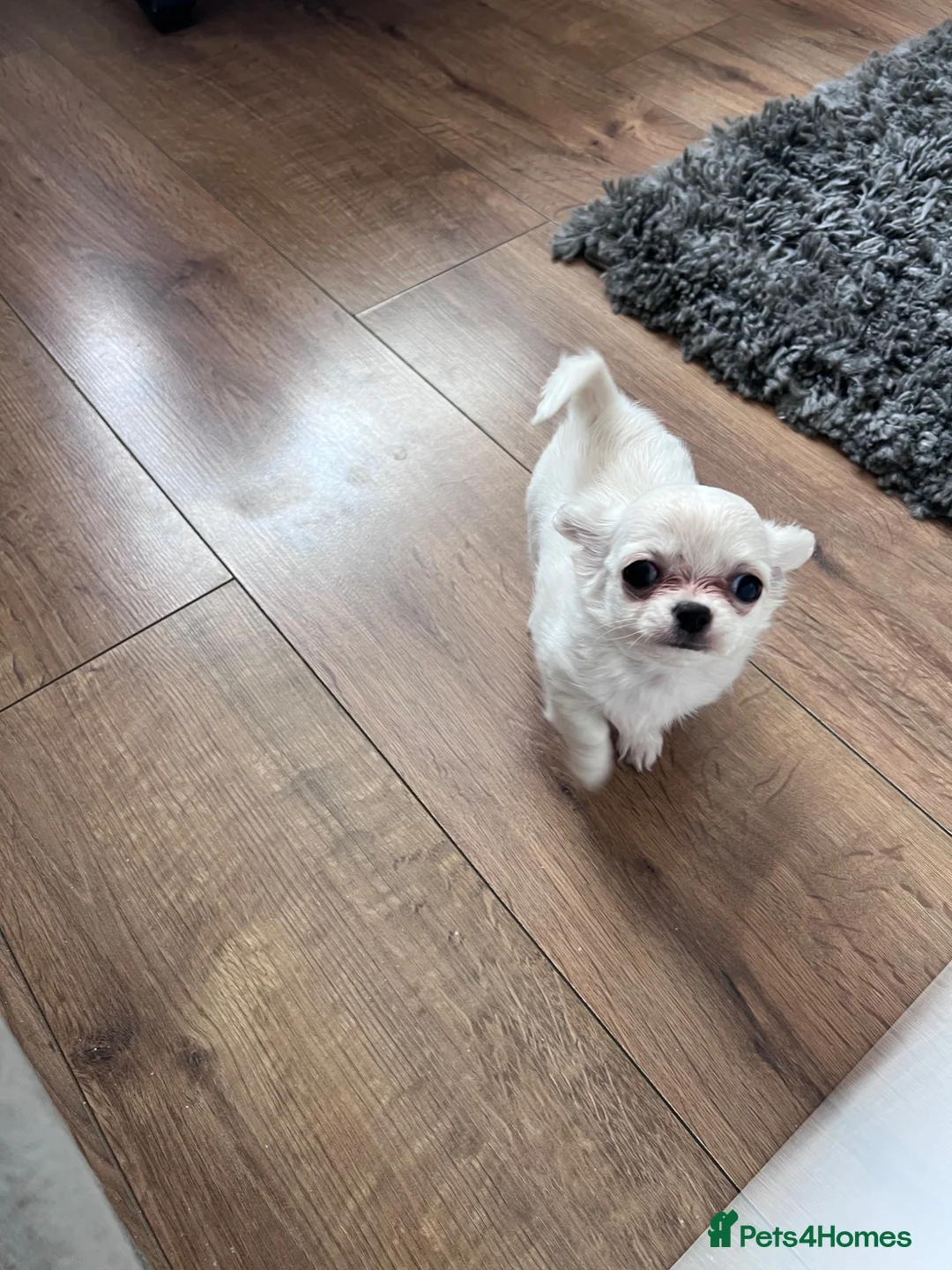 Chihuahua dogs for sale: Female chihuahua puppy  - Advert 3