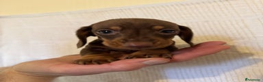 Miniature Dachshund Puppy 1