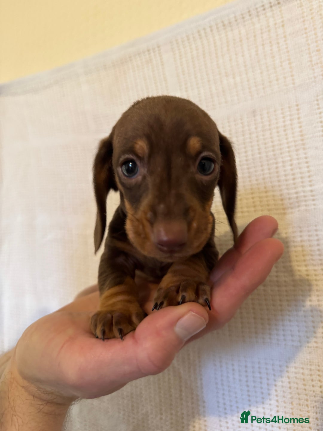 Miniature Dachshund dogs for sale: KC registered miniature dachshunds  - Advert 4