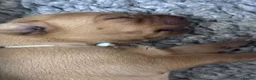 Labrador Retriever dogs for sale: KC Reg Health Tested Fox Red working line 4th Gen  - Advert 24