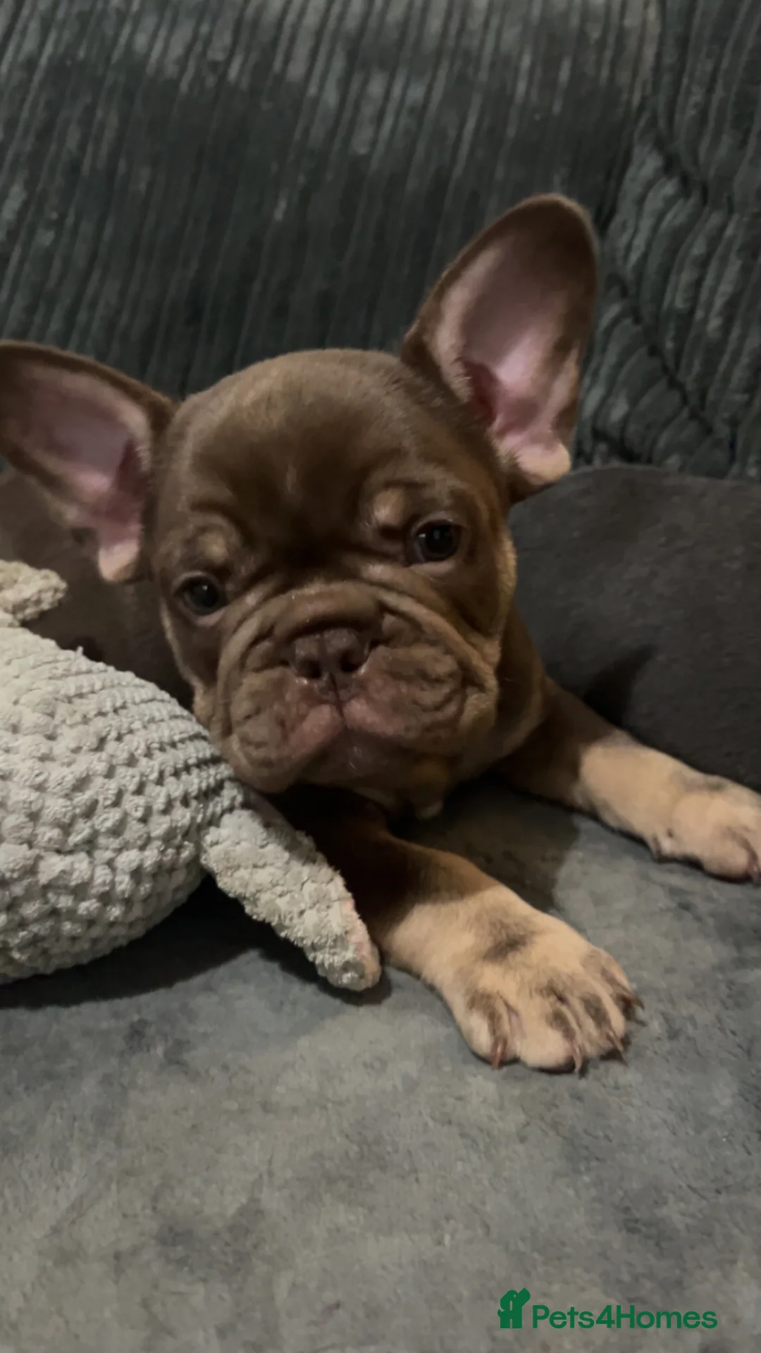 French Bulldog dogs for sale: Male brown and tan French bulldog - Advert 8
