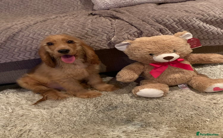 Cocker Spaniel dogs - Advert 14