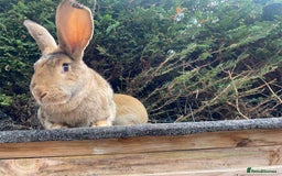Continental Giant rabbits for sale: Continental giant - Image 15