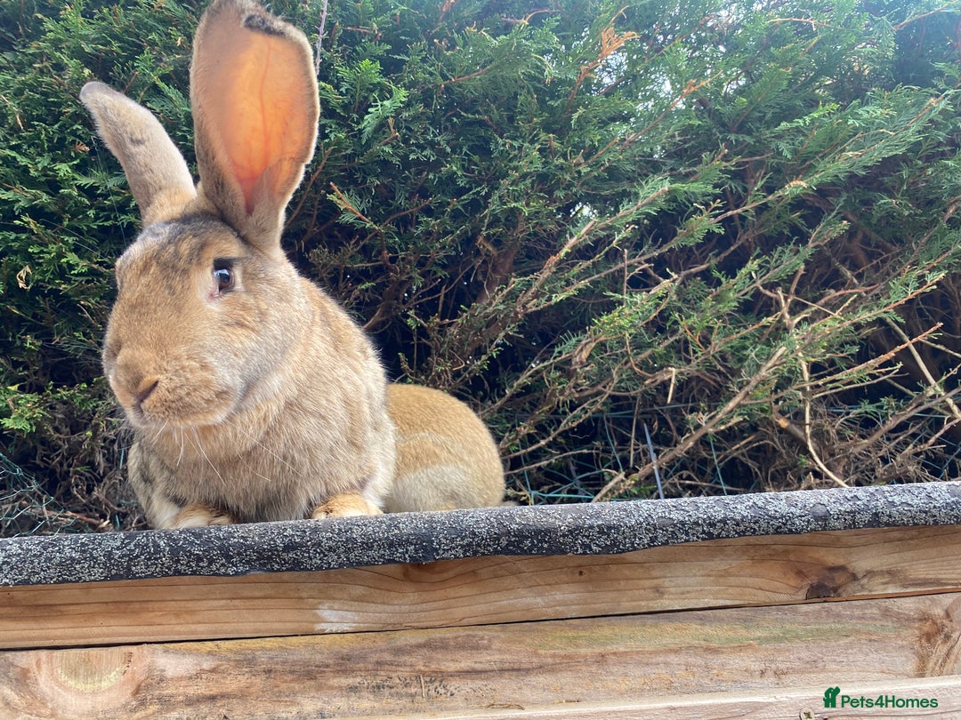 Continental Giant rabbits for sale: Continental giant - Image 15