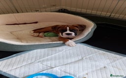 Boxer dogs for sale: Adorable Cooper - Image 12