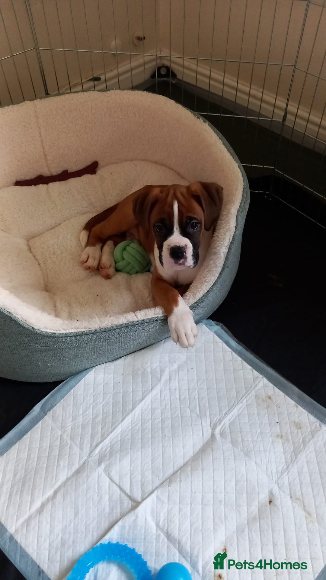 Boxer dogs for sale: Adorable Cooper - Image 12