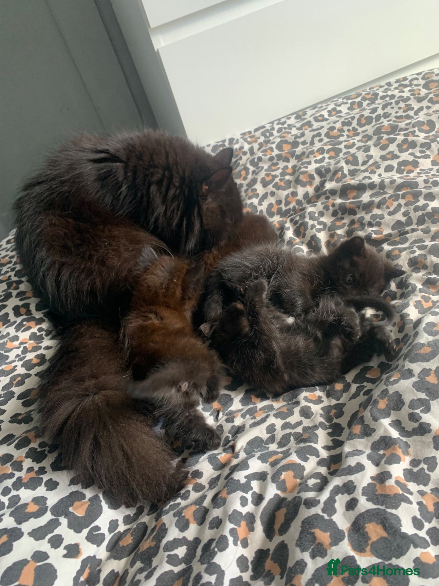 Mixed Breed cats Kittens  - Advert 1