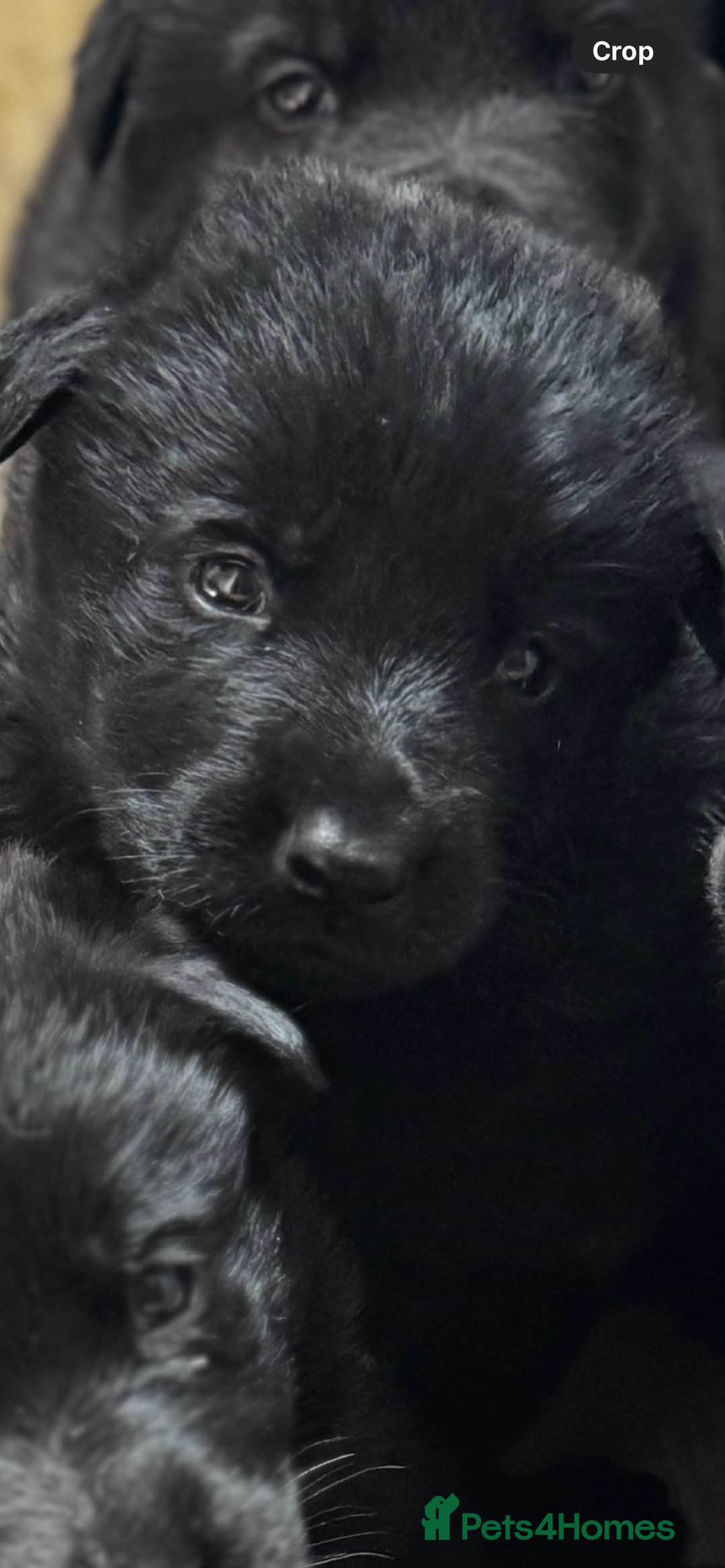 German Shepherd dogs for sale: Full black German shepherd puppies - Image 5