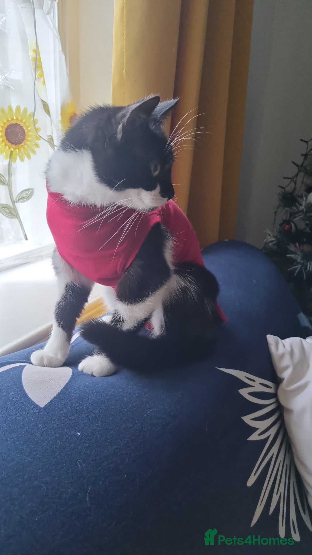 Mixed Breed cats Forever Home - Advert 8
