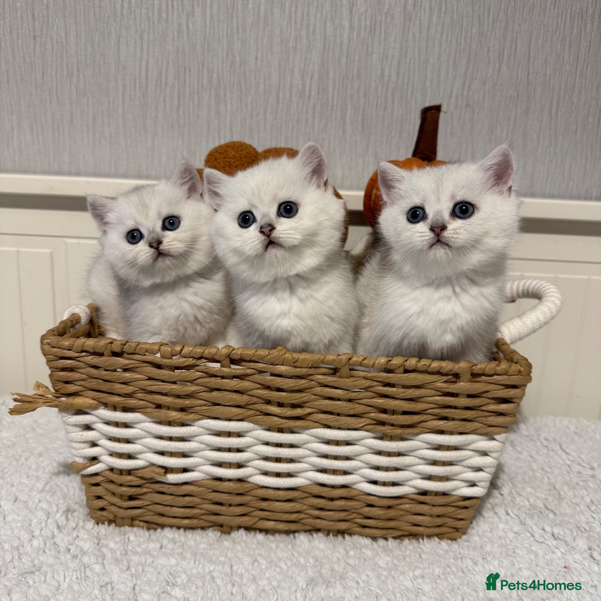 British Shorthair cats Exceptional Pedigree Silver British shorthairs 🩶 - Advert 6