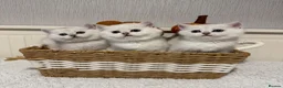 British Shorthair cats for sale: Exceptional Pedigree Silver British shorthairs 🩶 - Advert 1