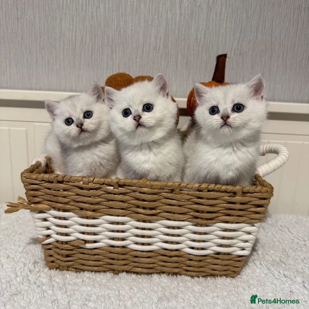 British Shorthair cats for sale: Exceptional Pedigree Silver British shorthairs 🩶 - Advert 1