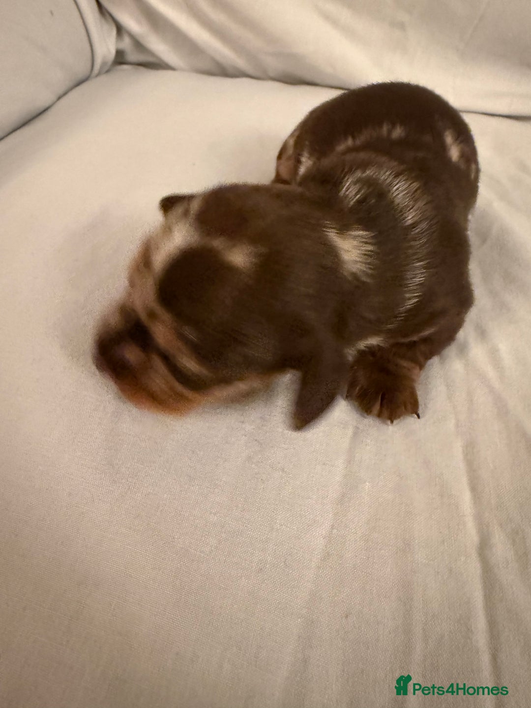 Dachshund dogs for sale: Miniature Dachshund puppies for sale - Advert 22