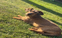 Dachshund dogs for sale: Dachshund puppies  - Image 2