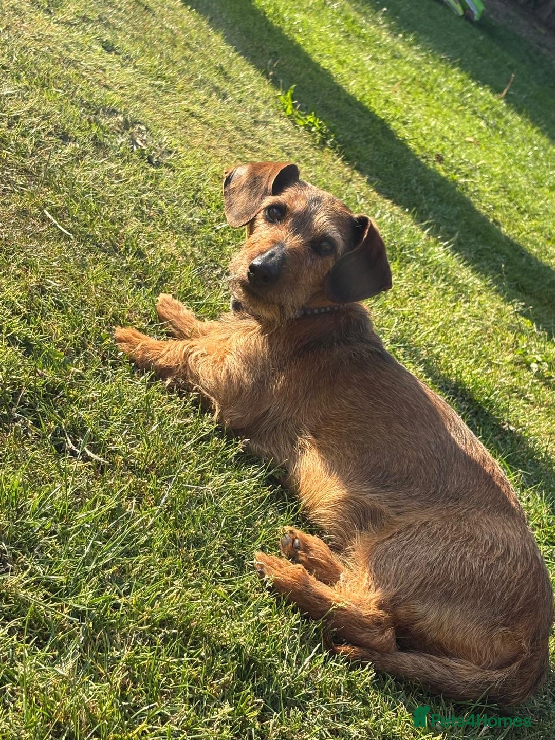 Dachshund dogs for sale: Dachshund puppies  - Image 2