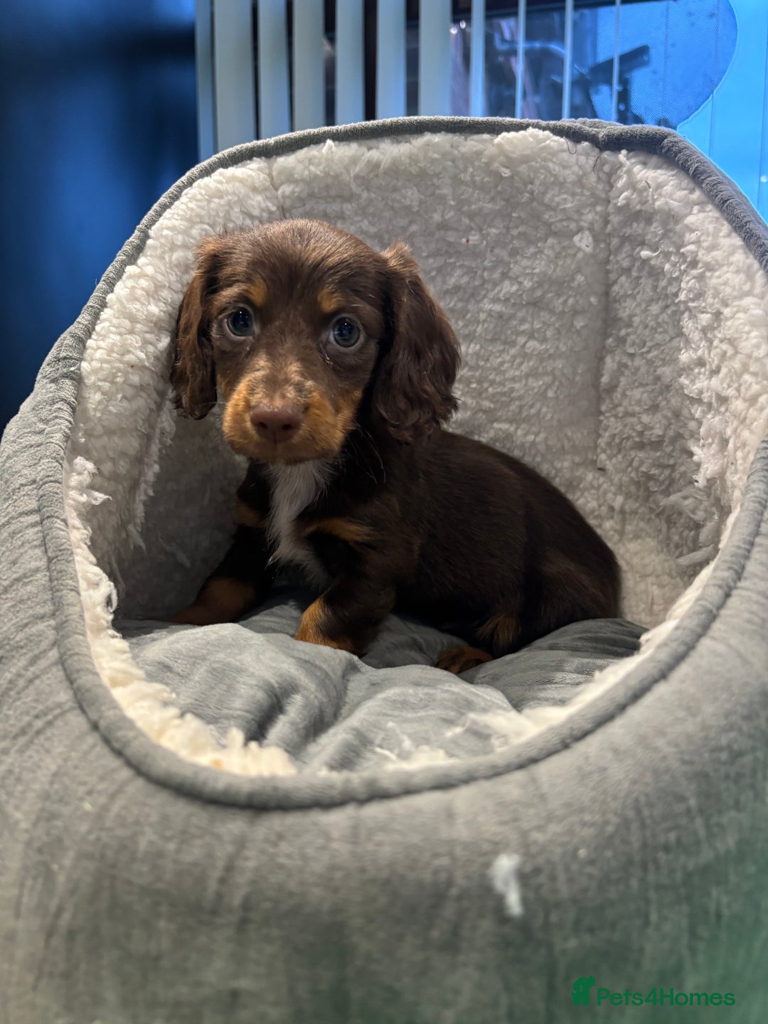 Miniature Dachshund dogs for sale: Minature Dachshund Puppies For Sale  - Image 10