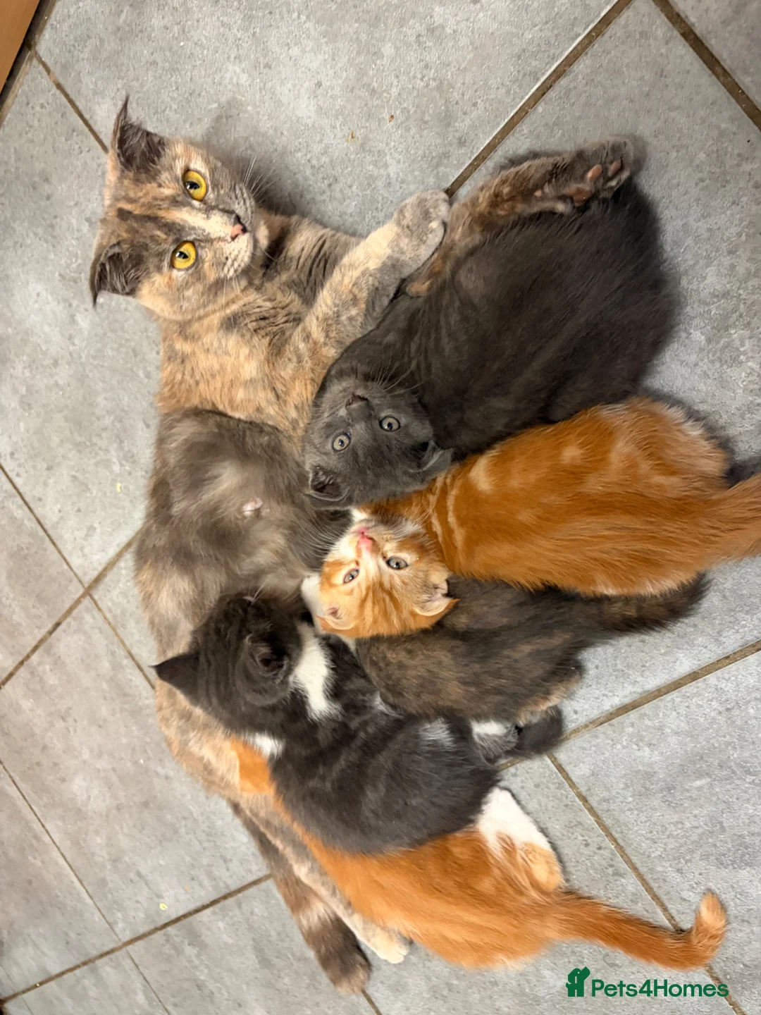 Scottish Fold cats for sale: 😻 5 Scottish Fold Kittens – Loving & Rare 🐾 in Manningtree - Advert 2