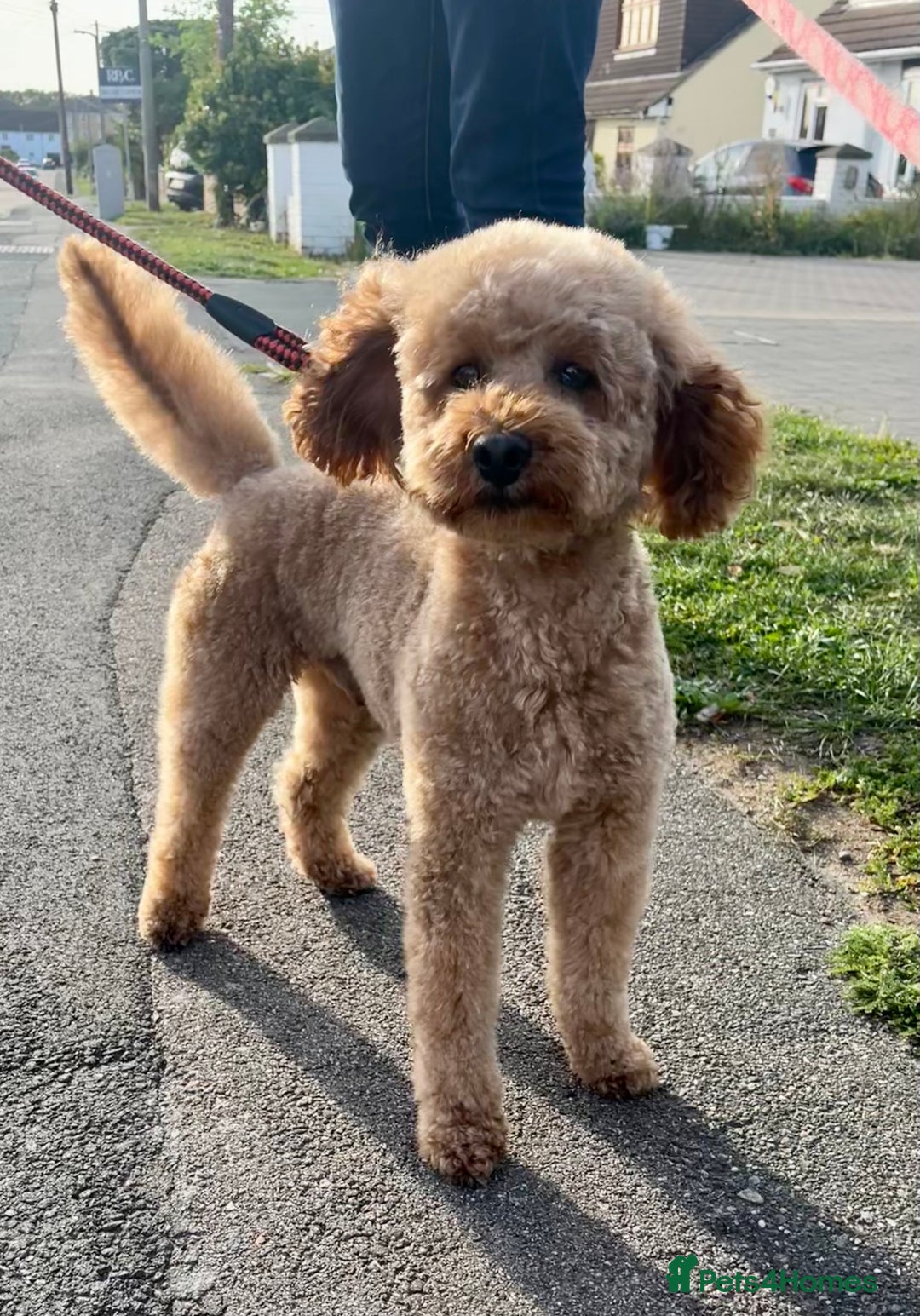 Miniature Poodle dogs for sale: Red miniature poodle pups-parentsDNA health tested - Advert 7