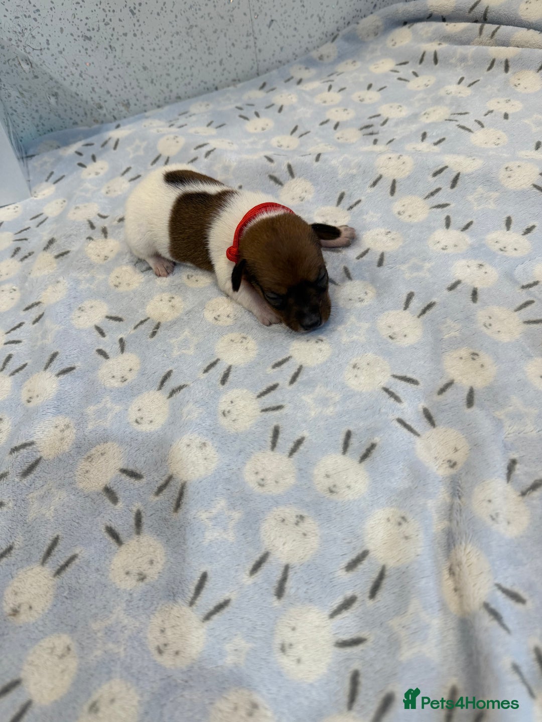 Jack Russell dogs for sale: Jack Russell puppies  - Image 9