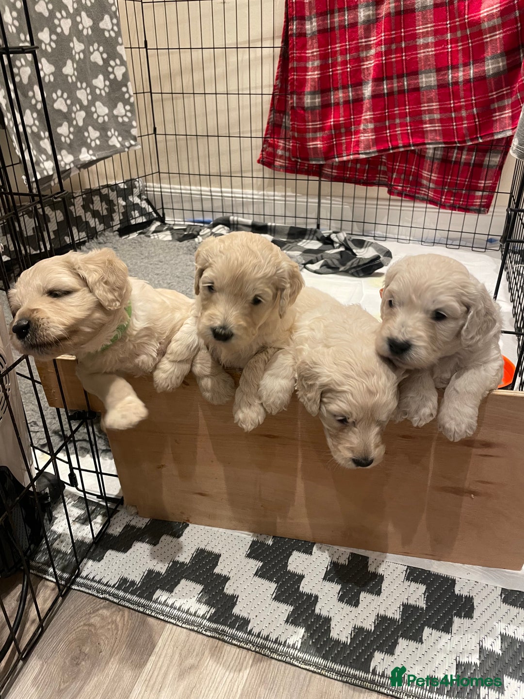 Goldendoodle dogs for sale: Golden doodle puppies  - Advert 3