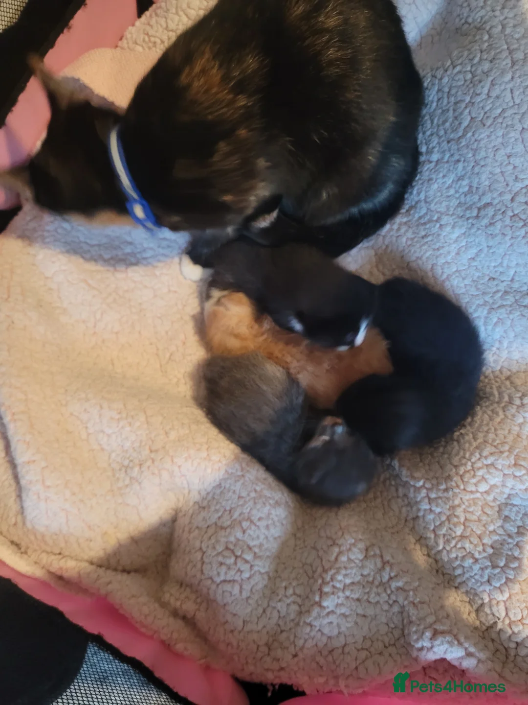 Mixed Breed cats for sale: 4 beautiful kittens  - Advert 2