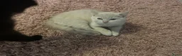 British Shorthair cats for sale: Purebred British shorthair kittens - Advert 5