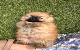 Pomeranian dogs for sale: Teddy bear pomeranians  - Image 4
