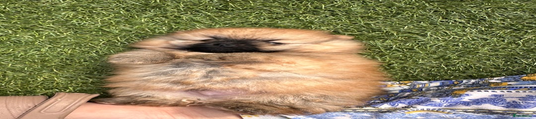 Pomeranian Puppy 1