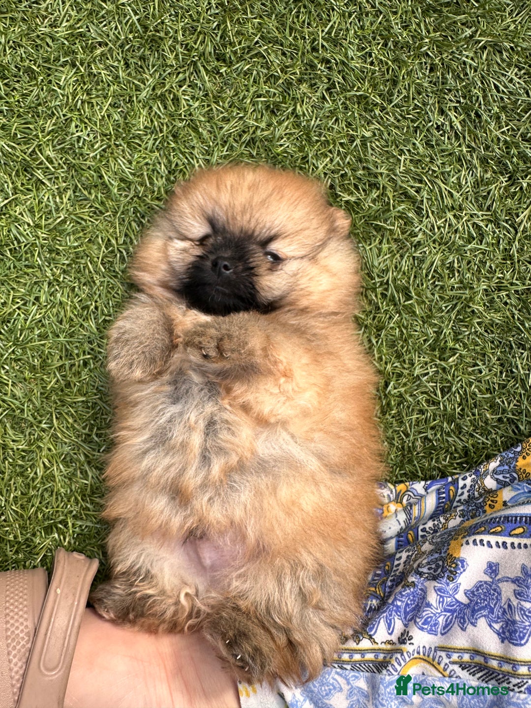 Pomeranian dogs for sale: Teddy bear pomeranians  - Image 4
