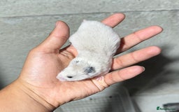 Hamster rodents for sale: STUNNING, TAME, PEDIGREE BABY SYRIAN HAMSTER - Image 10