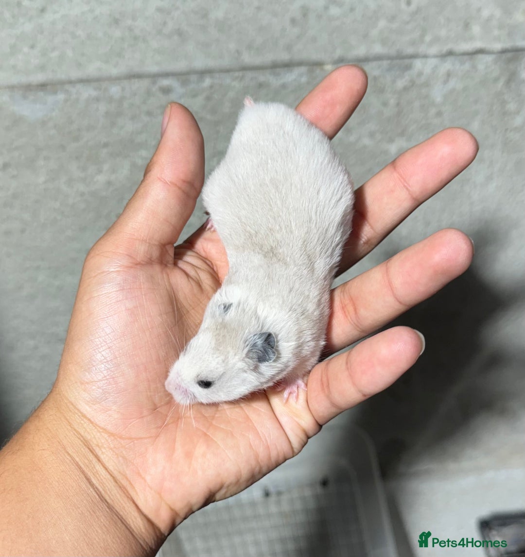 Hamster rodents for sale: STUNNING, TAME, PEDIGREE BABY SYRIAN HAMSTER - Image 10