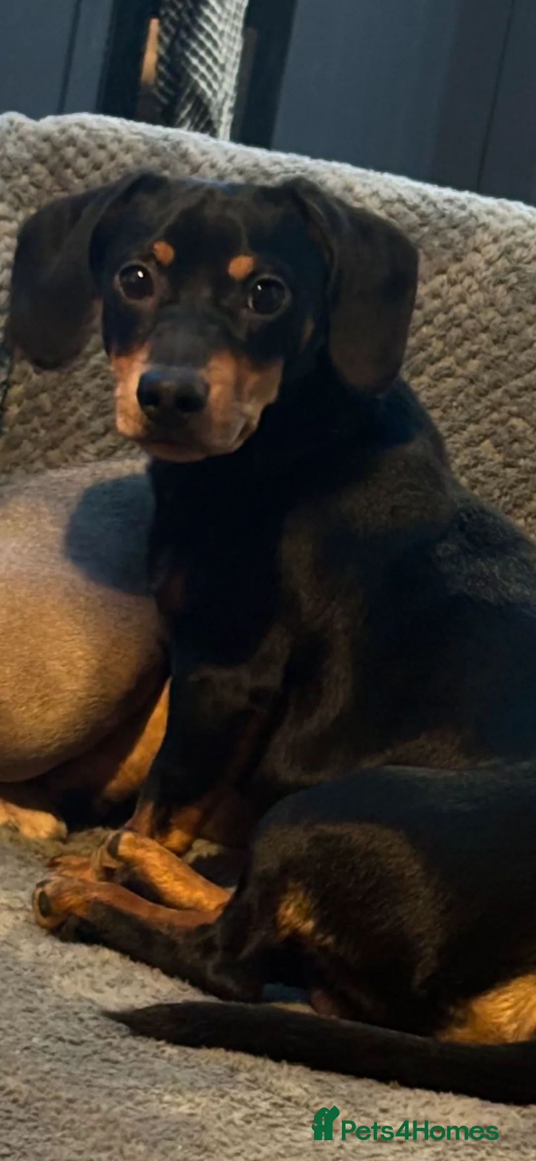 Dachshund dogs for sale: Dachshund  - Advert 5