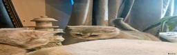British Shorthair cats for sale: Blue golden, lilac gold, cinnamon bi colour  - Advert 14