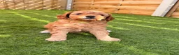 Cavapoo dogs for sale: A beautiful litter of F2 Cavapoos - Advert 5