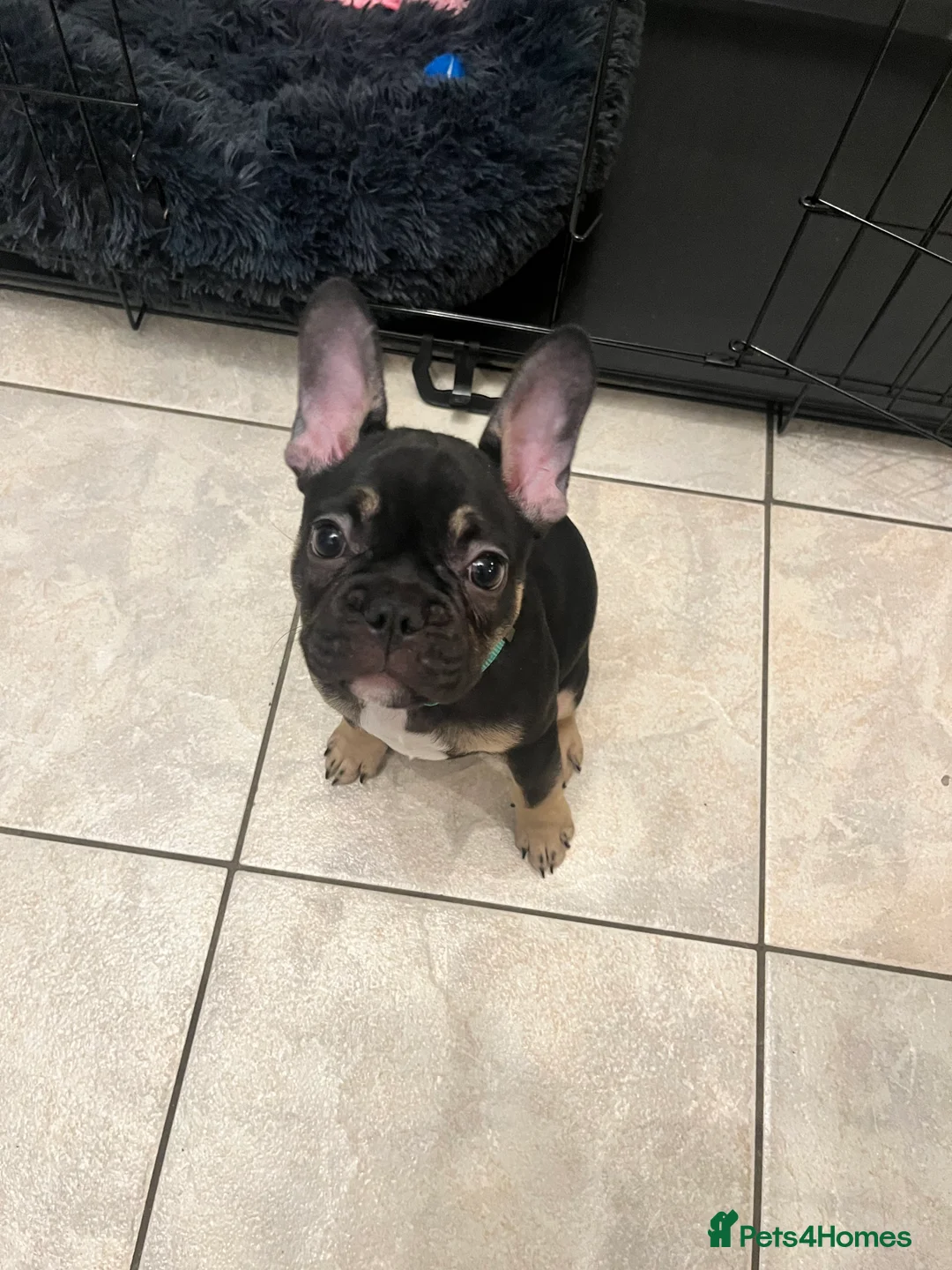 French Bulldog dogs for sale: 12 week old French bulldog male - Advert 3