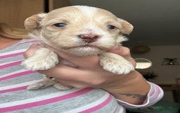 Maltipoo dogs for sale: Maltipoo puppies - Image 5