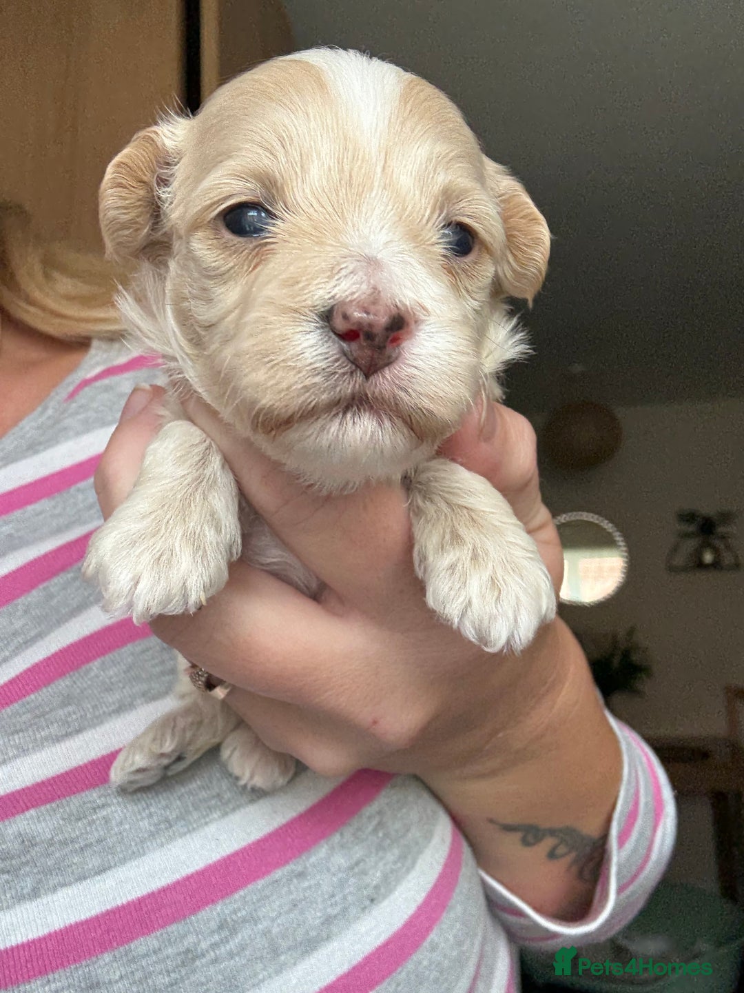 Maltipoo dogs for sale: Maltipoo puppies - Image 5