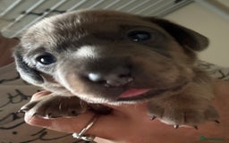 Mixed Breed dogs for sale: French bulldog x daschund - Image 24