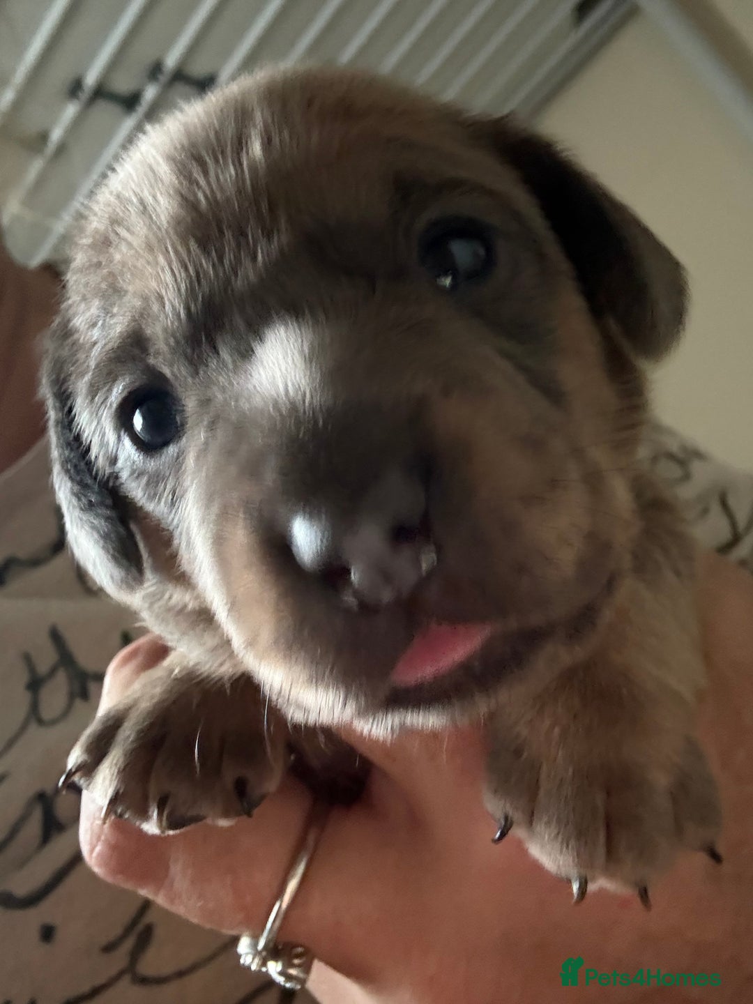 Mixed Breed dogs for sale: French bulldog x daschund - Image 24