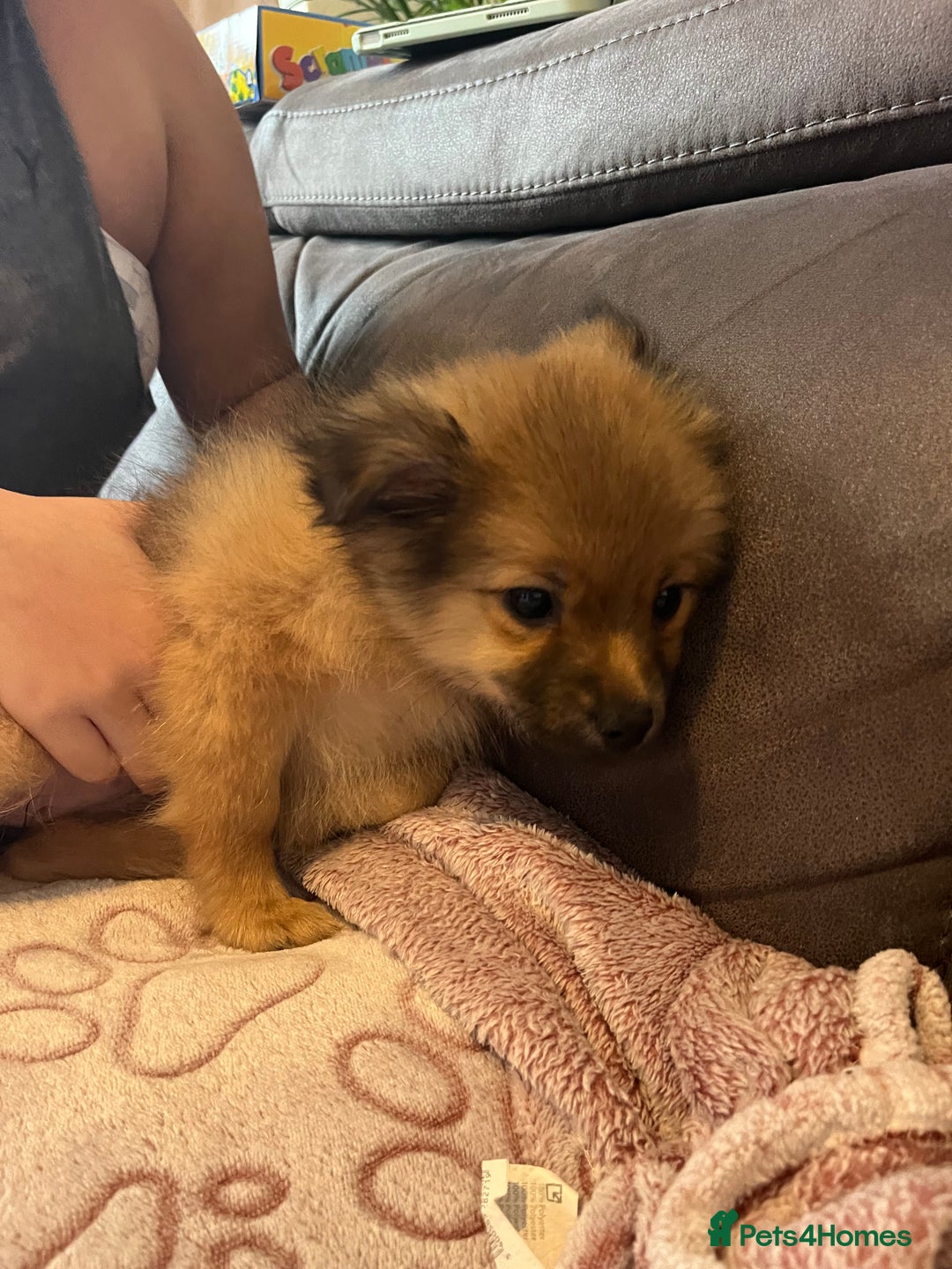Pomeranian dogs for sale: Girl  - Advert 4