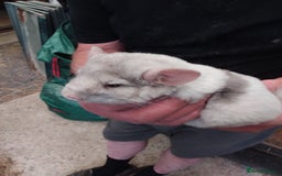 Chinchilla rodents for sale: Beautiful girls  - Image 3