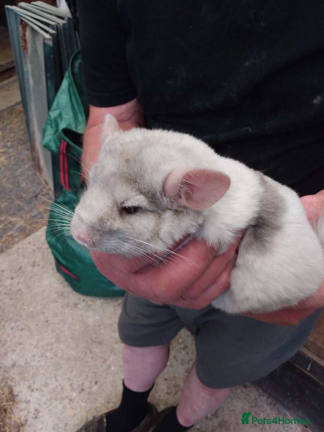 Chinchilla rodents for sale: Beautiful girls  - Image 3