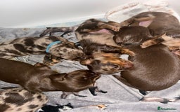Miniature Dachshund dogs for sale: Chocolate Tan/dapple Miniature Dachsund - Image 8