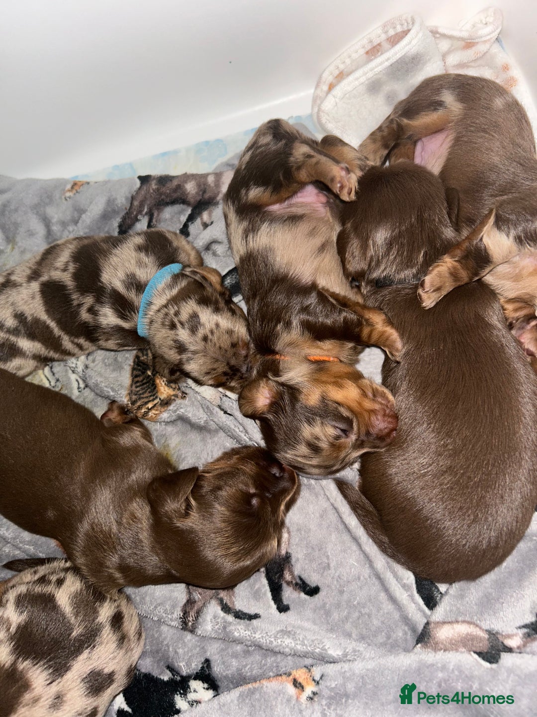 Miniature Dachshund dogs for sale: Chocolate Tan/dapple Miniature Dachsund - Image 8