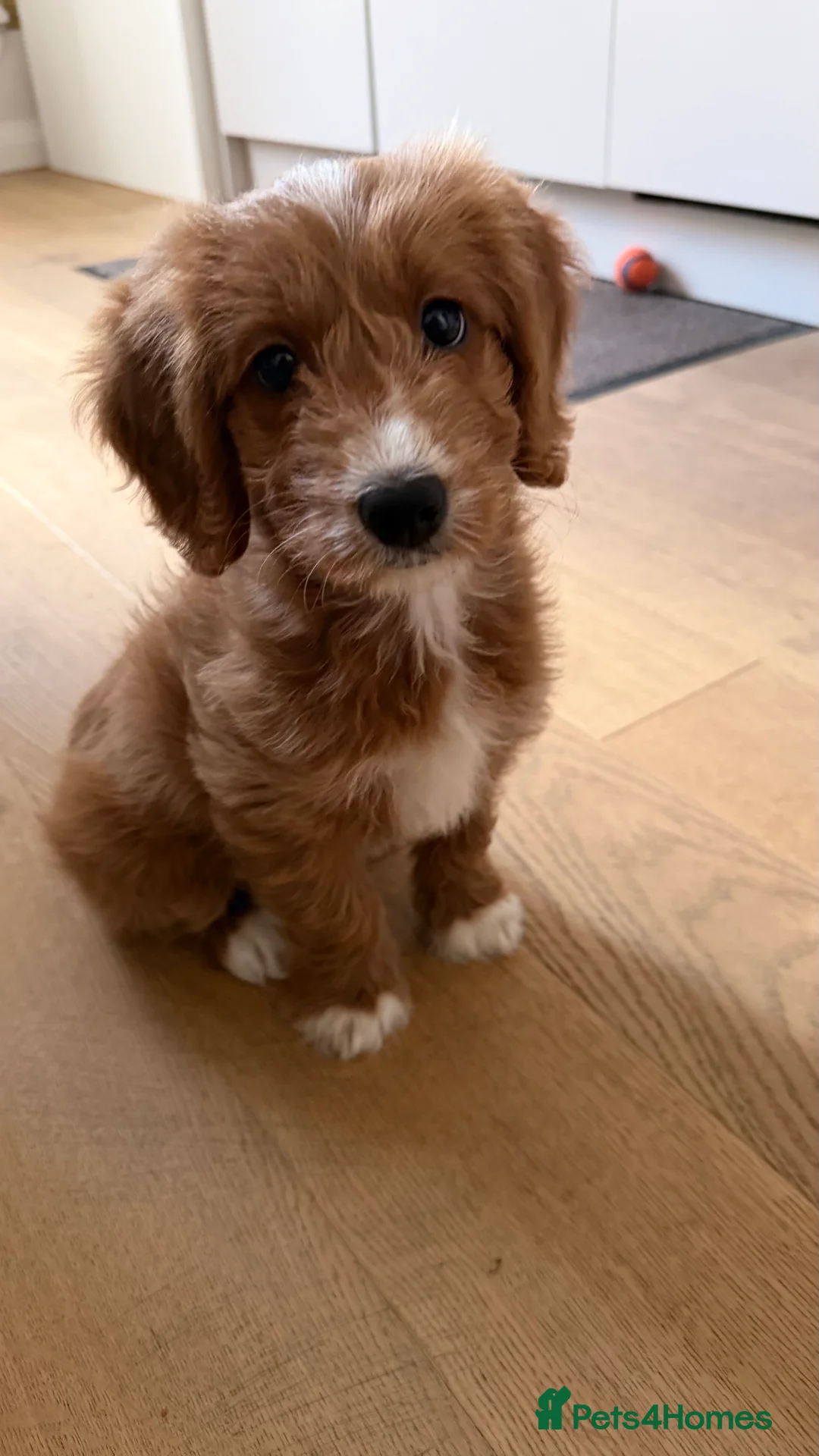 Cockapoo dogs for sale: 1 Cockapoo female puppy to sell - Advert 1