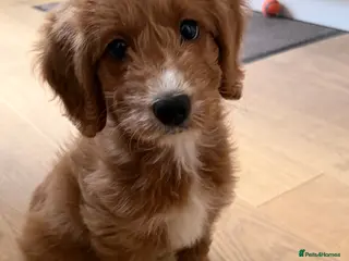 Cockapoo dogs 1 Cockapoo female puppy to sell - Advert 1